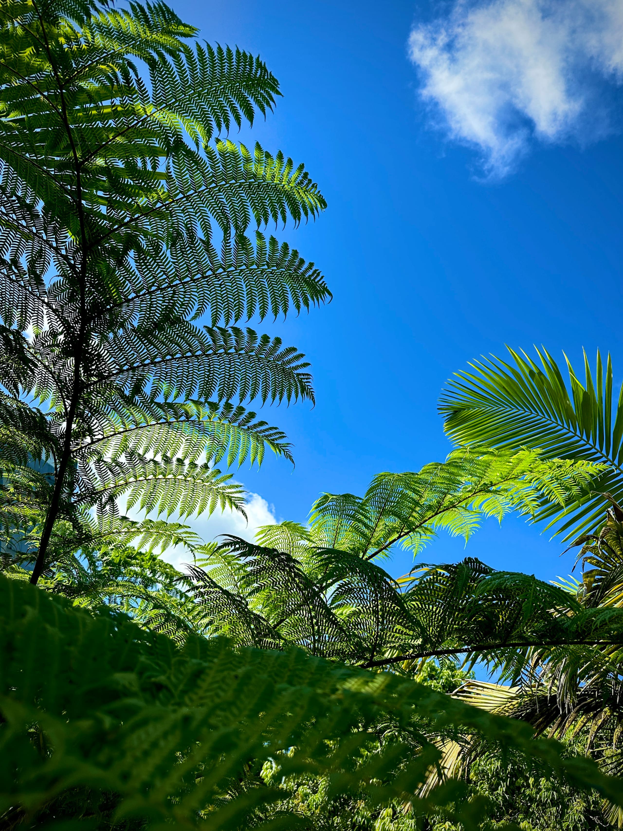 “Aloha Ohana”Tropical Garden, Peaceful Lanai, Pool - Photo 61