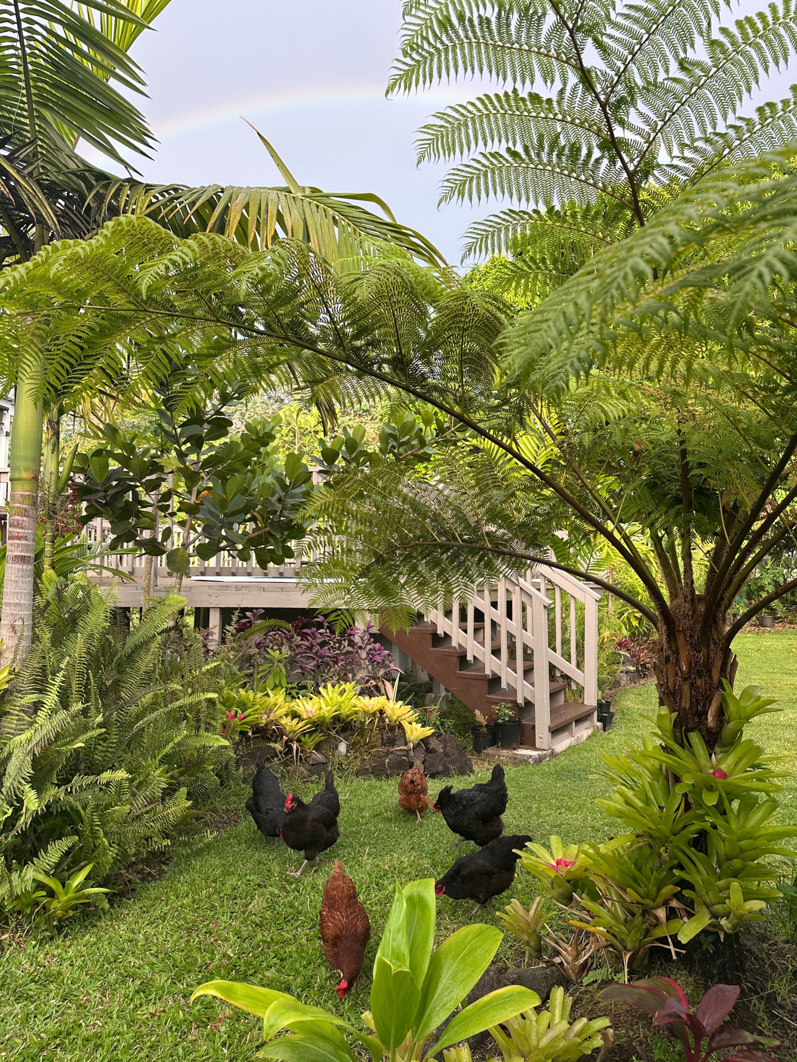 “Aloha Ohana”Tropical Garden, Peaceful Lanai, Pool - Photo 38
