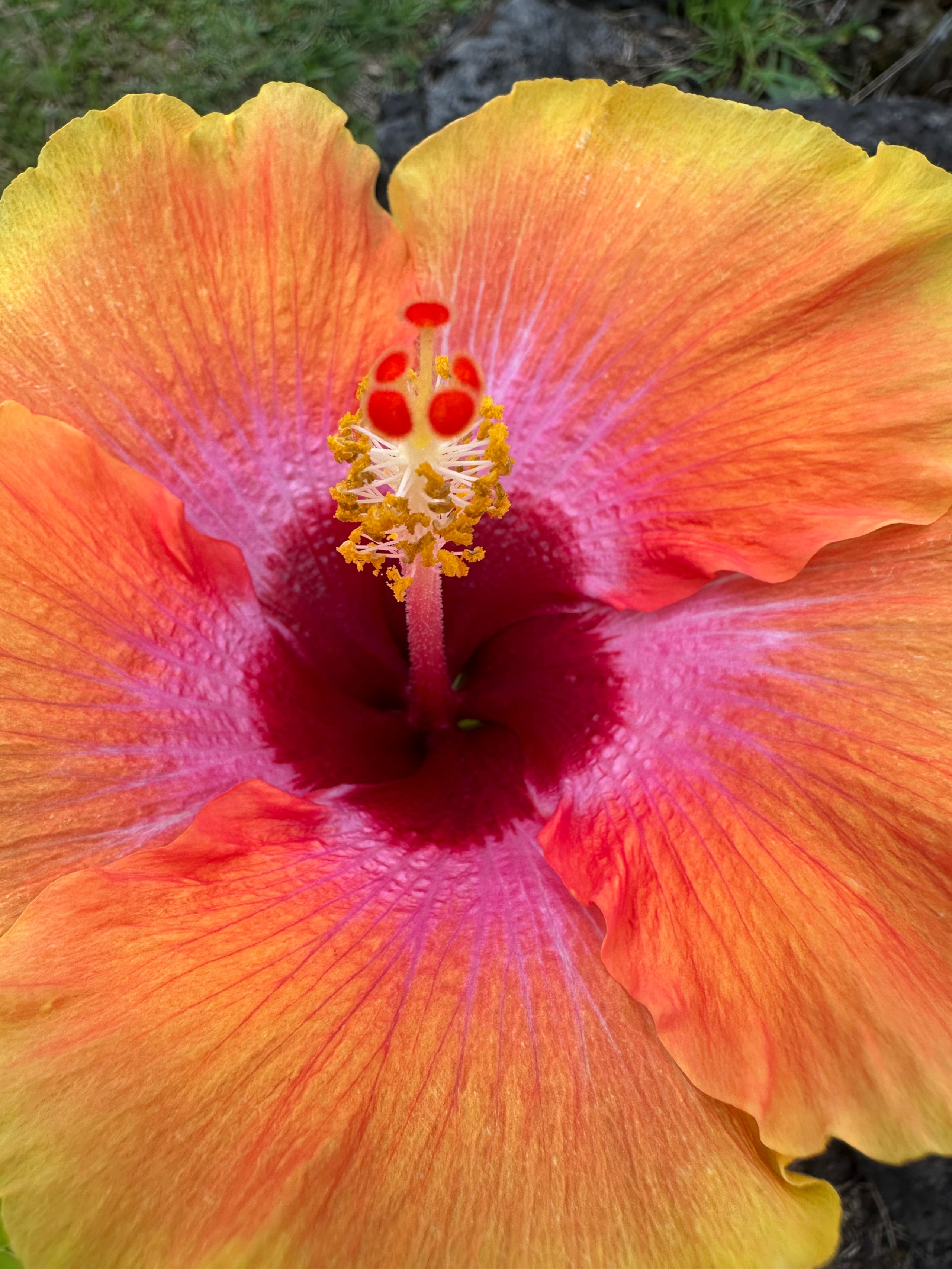 “Aloha Ohana”Tropical Garden, Peaceful Lanai, Pool - Photo 31