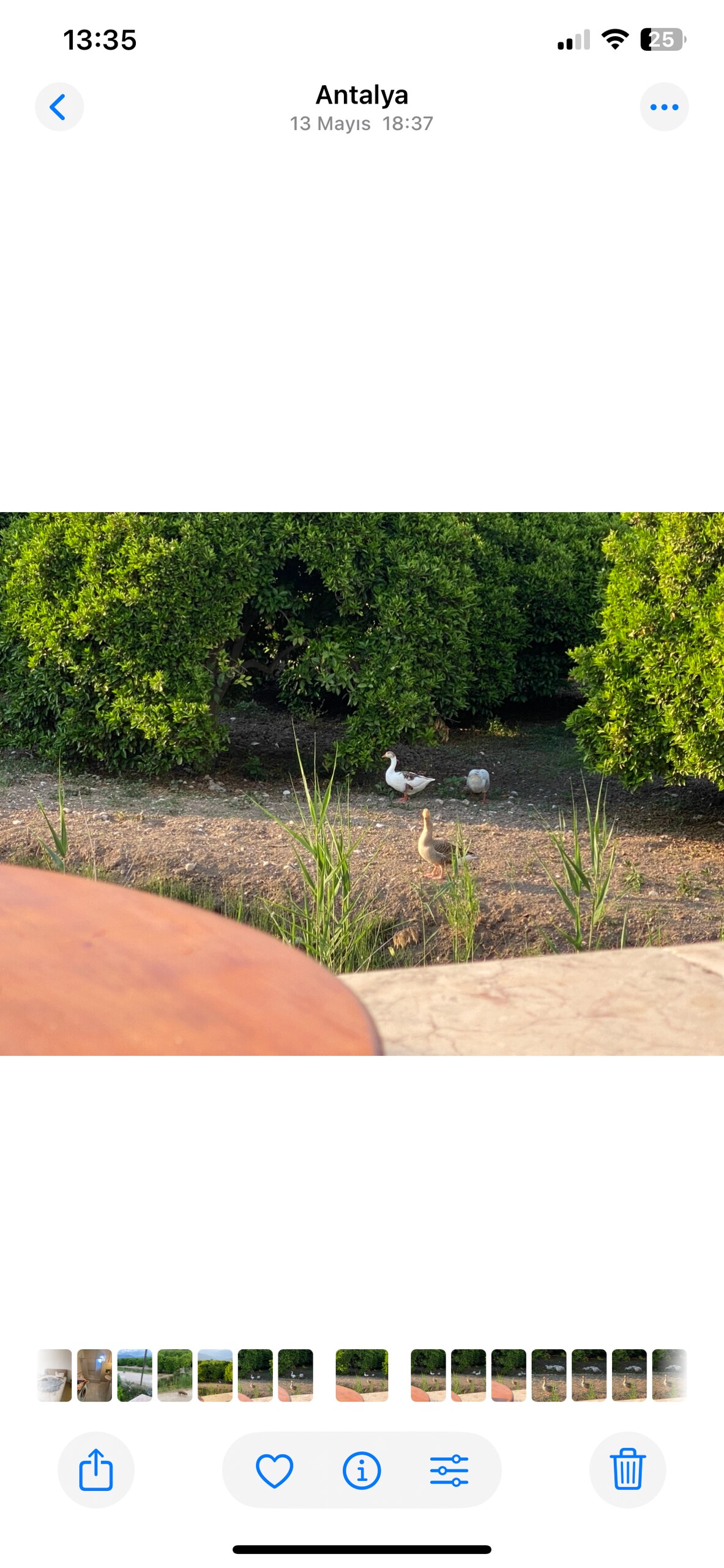 Two ducks are seen walking on a grassy area, surrounded by lush greenery. Small plants and shrubs provide a natural setting, while a rustic outdoor surface is visible in the foreground.
