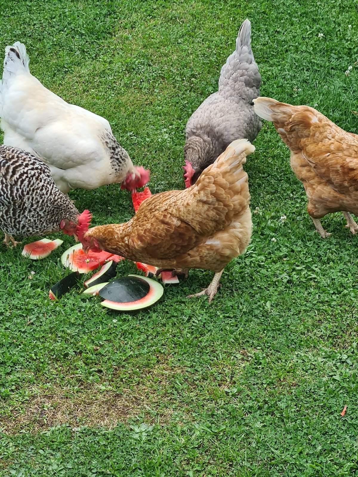 Several chickens are seen pecking at pieces of watermelon placed on green grass. Various breeds of chickens, including those with speckled feathers and solid brown feathers, gather around the fruit, showcasing a lively and natural scene.