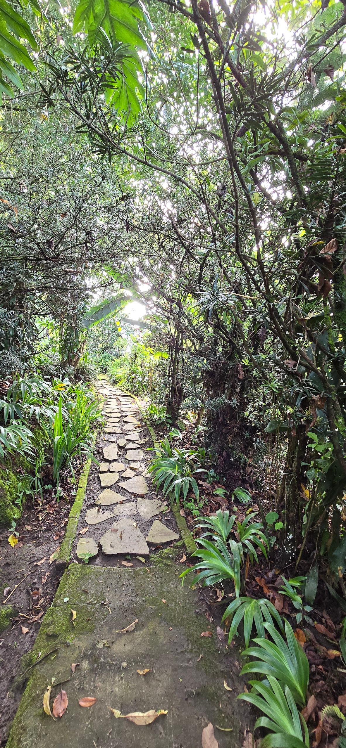 A narrow stone pathway meanders through a lush garden, bordered by vibrant green foliage and tropical plants. Sunlight filters through the dense canopy overhead, creating a serene atmosphere. The path invites exploration into the surrounding natural beauty of the coffee plantation.