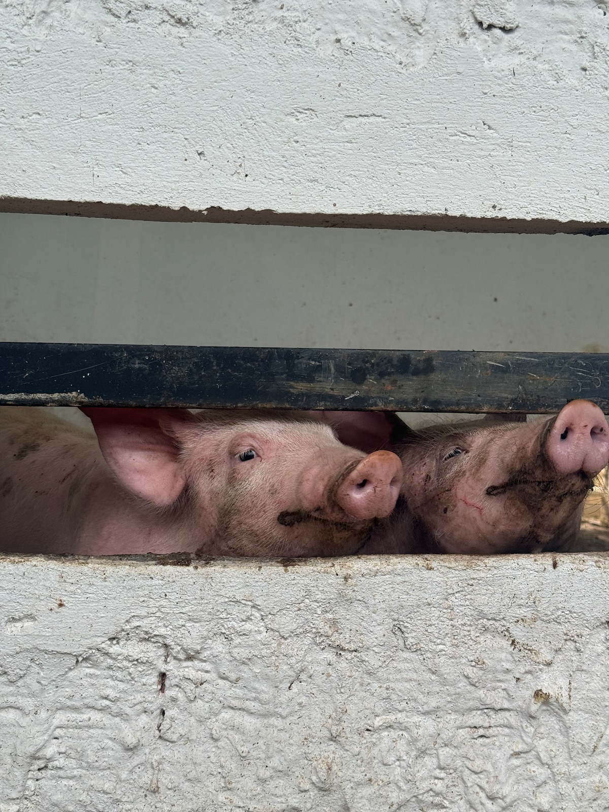 Two pigs are visible through an opening in a wall, with their heads peeking out. The pigs' ears and snouts are prominently displayed, showcasing their pink skin. The textured wall has a rough finish, complementing the rustic farming environment.