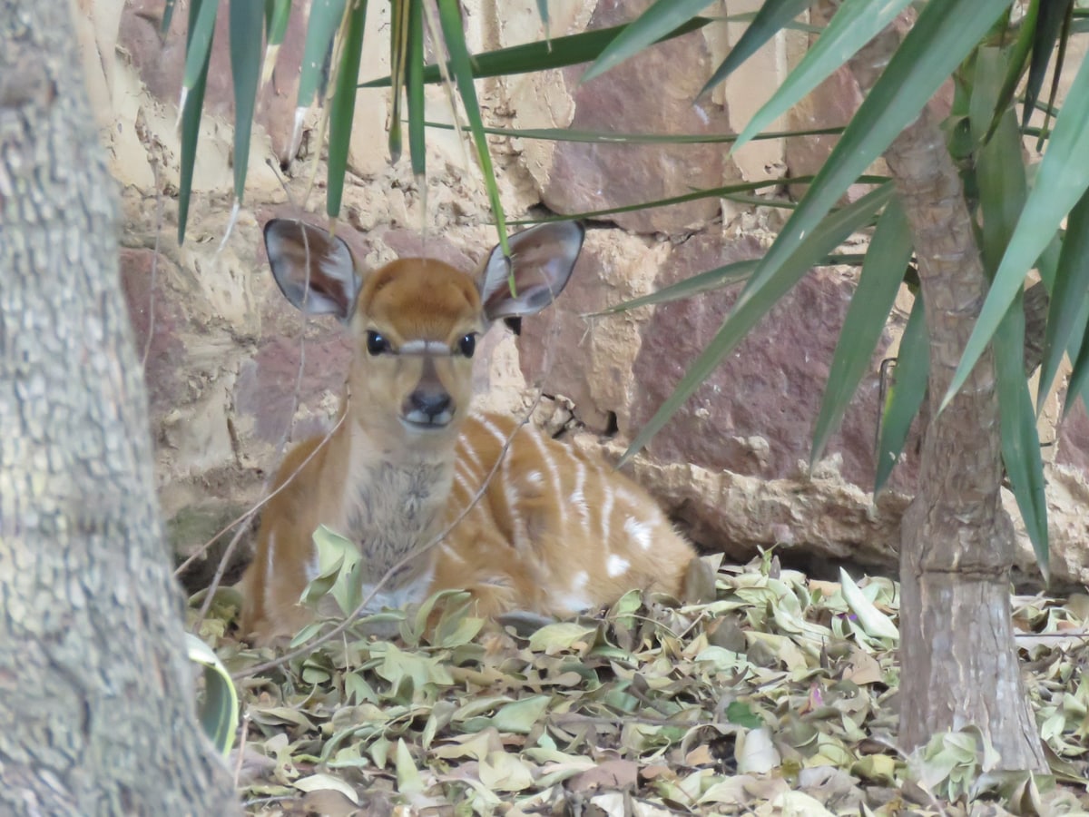 A young deer is resting subtly among foliage, with soft, brown fur marked by white stripes. The surrounding environment includes textured rocks and leafy plants, creating a natural and serene setting that invites observation.