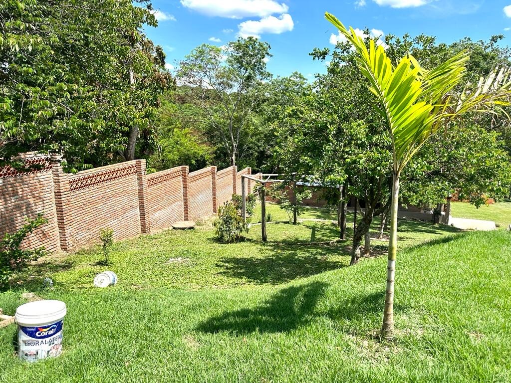 A landscaped outdoor area is visible, featuring a gently sloping lawn adorned with various trees. A palm tree stands prominently, surrounded by lush greenery and a brick wall in the background. A paint bucket is also present in the foreground.