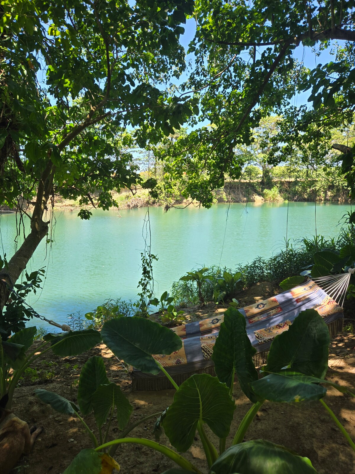 A hammock positioned under lush trees provides a serene spot for relaxation by the tranquil Río de Yásica. Gentle foliage frames the water, reflecting the vibrant greenery and clear blue of the river. The peaceful setting invites moments of enjoyment in nature.