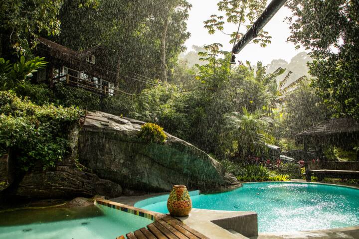 Rainforest Paradise 2 gallery image 2