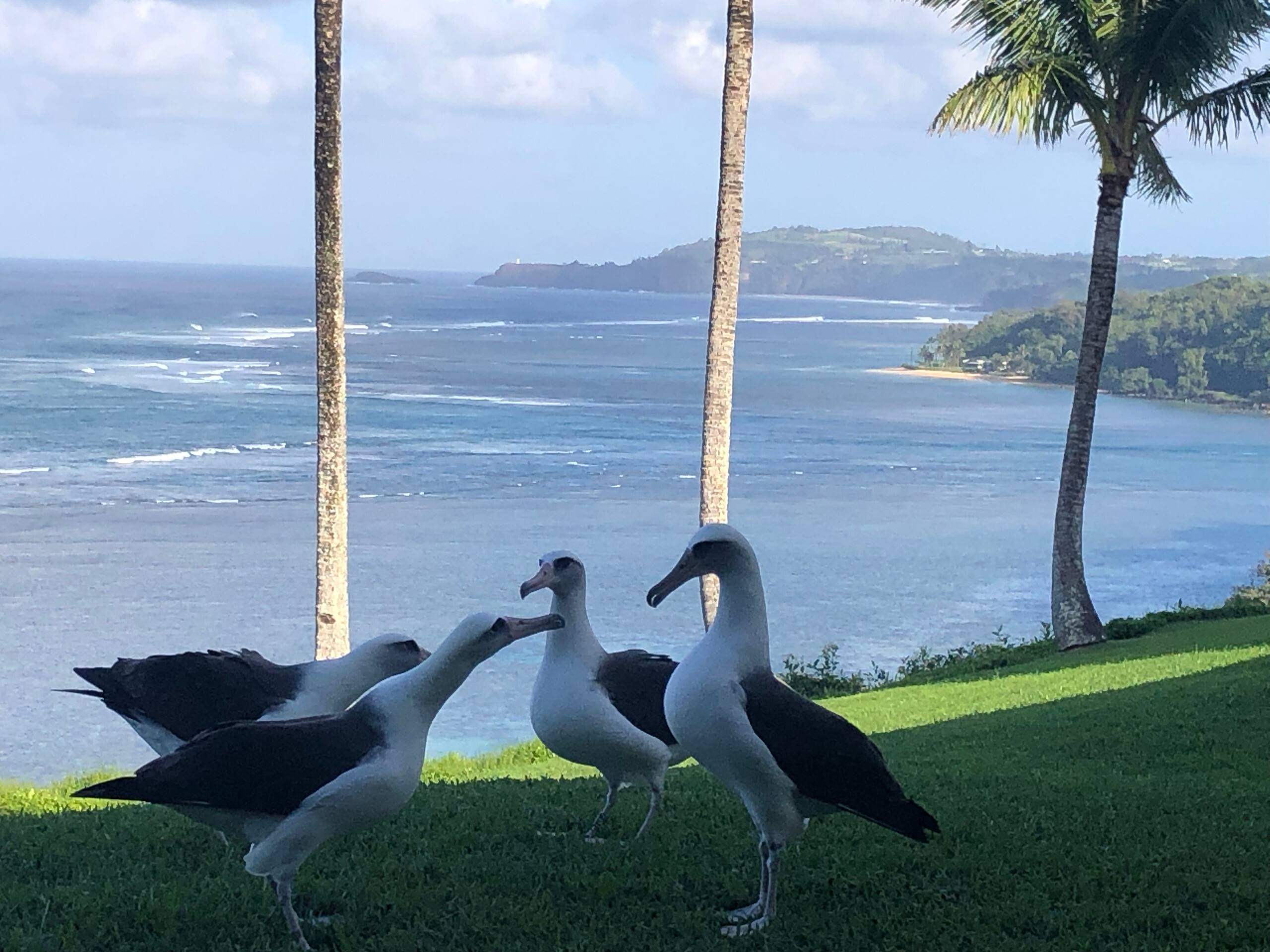 Condo in Princeville · ★4.81 · 1 bedroom · 2 beds · 1 bath - Image 10