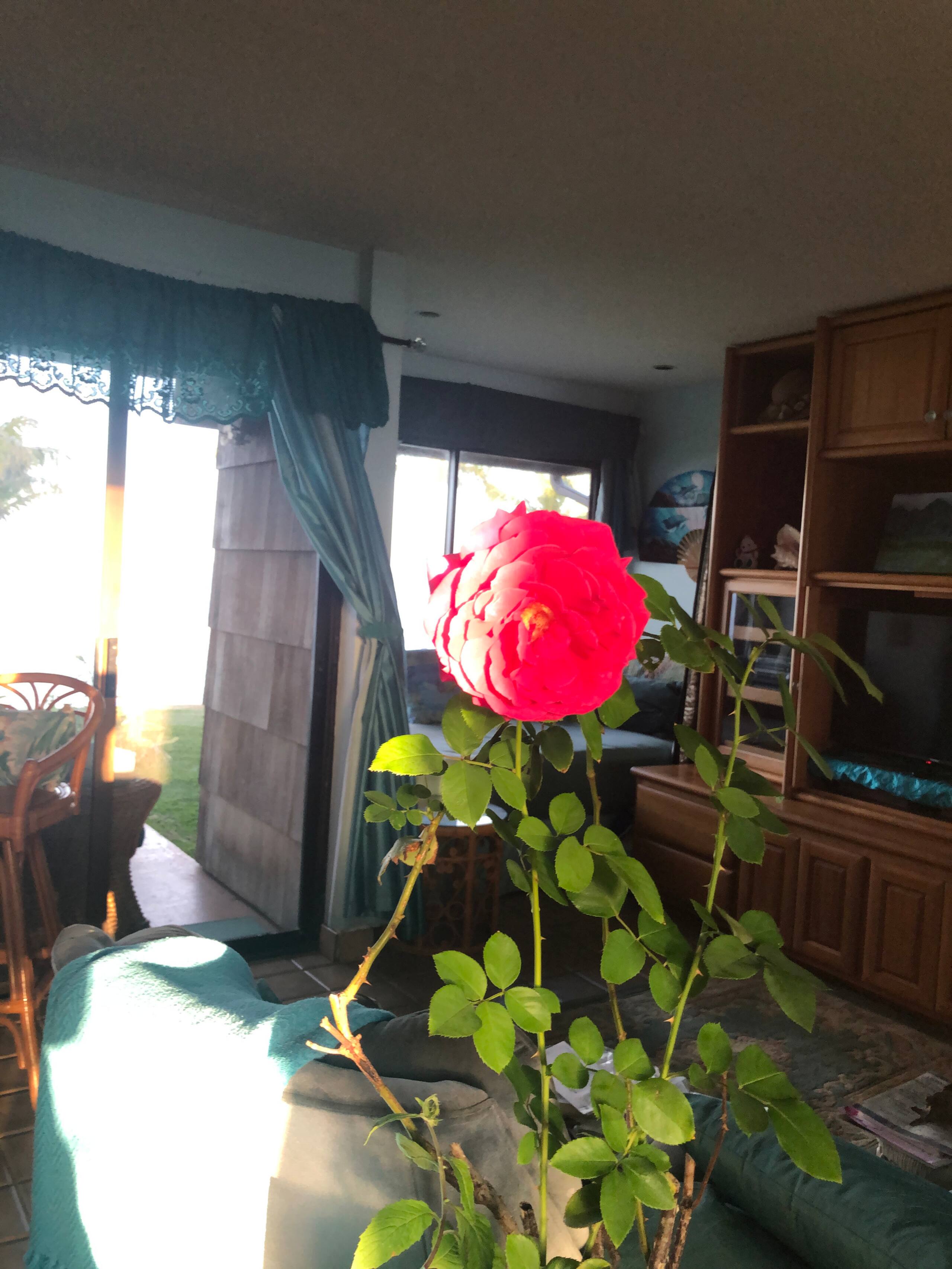 Condo in Princeville · ★4.81 · 1 bedroom · 2 beds · 1 bath - Image 9