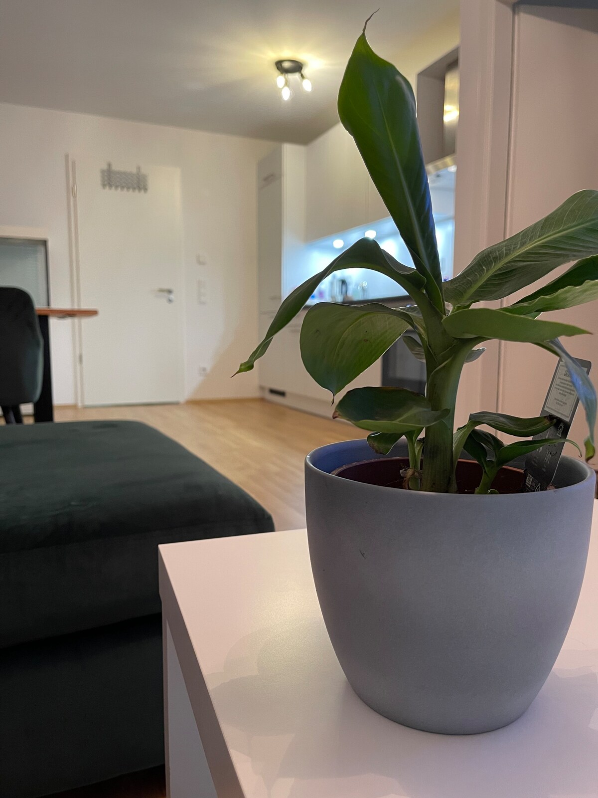 Luxury city apartment in Munich
