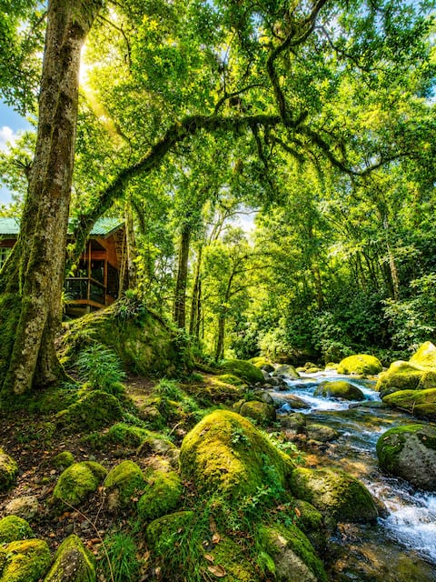 Unicorn Chalet : A Riverfront Quetzal Paradise !