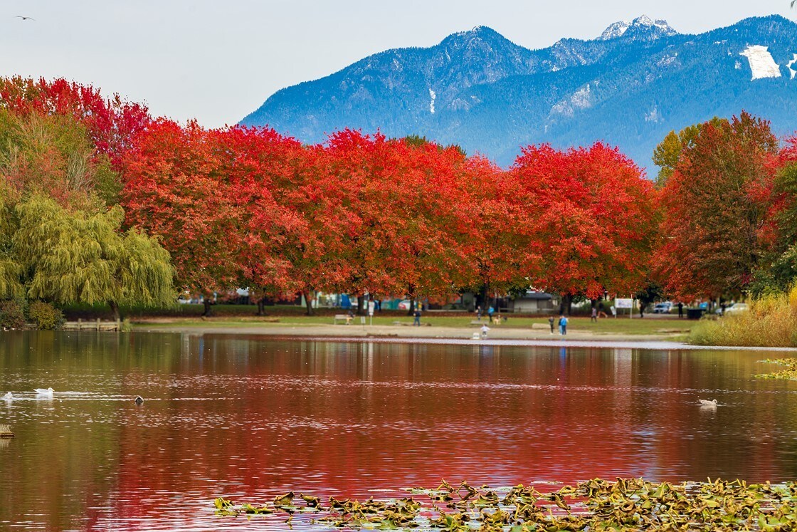 A serene park scene is captured, featuring vibrant red trees reflecting on a calm body of water. The backdrop includes majestic mountains, while groups of people can be seen walking along the shore. Lush greenery and lily pads enhance the tranquil setting.