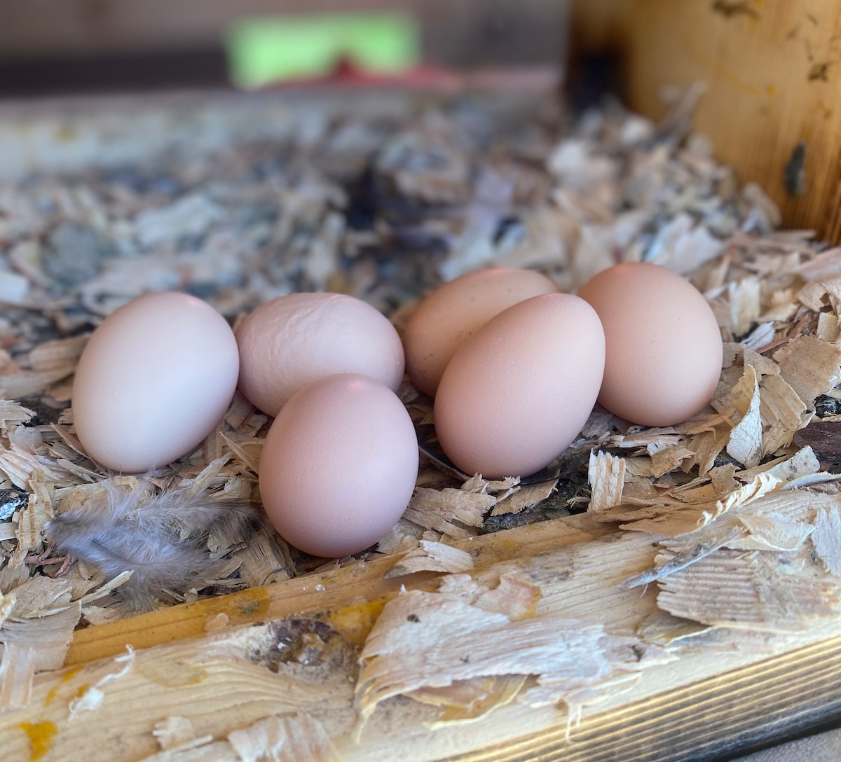 A collection of brown eggs is arranged atop a bed of wood shavings in a natural setting. The eggs vary slightly in size and color, showcasing a fresh farm connection.