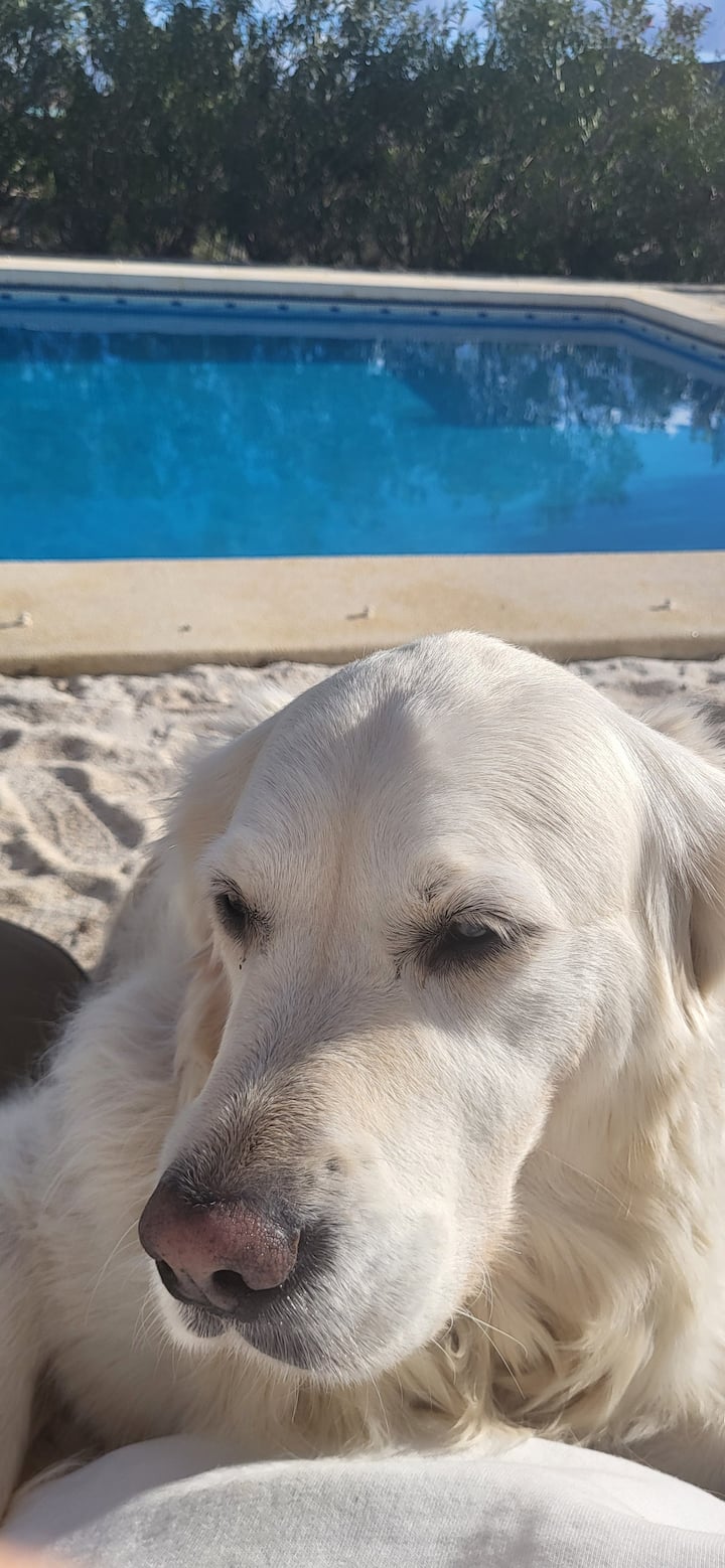 Onze golden retriever bij het zwembad