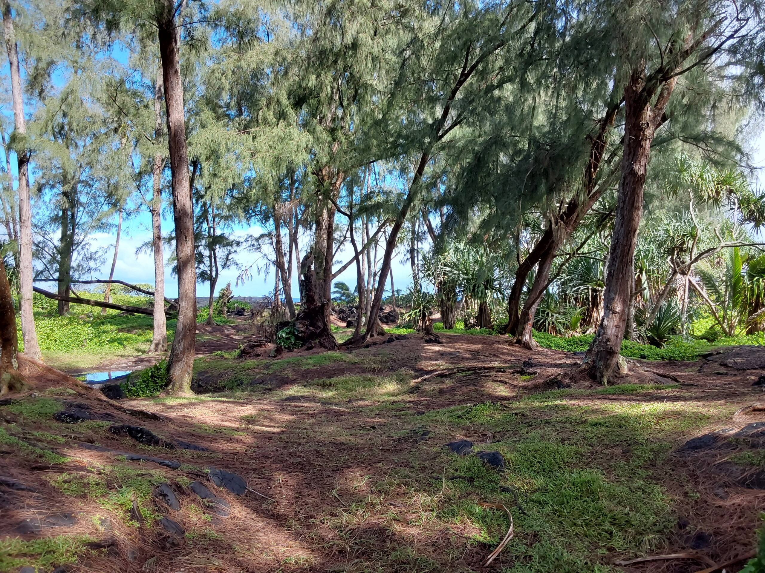 Home in Pahoa · ★4.33 · 1 bedroom · 1 bed · 1 shared bath - Image 17