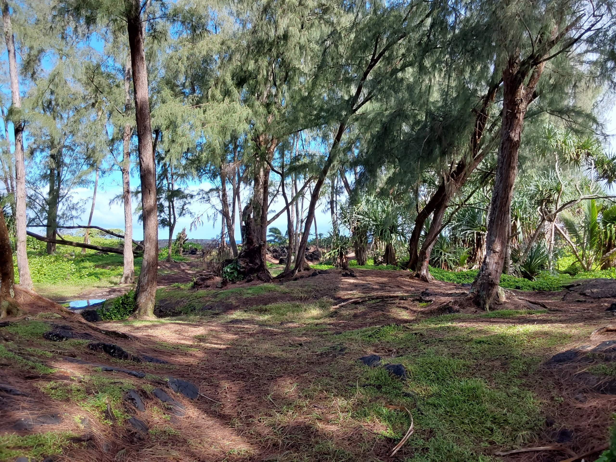 Home in Pahoa · ★5.0 · 1 bedroom · 1 bed · 1 shared bath - Image 23
