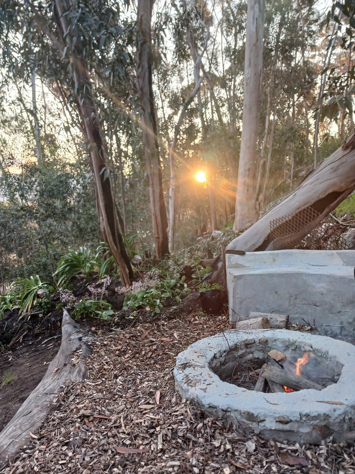 A fire pit constructed from stone is surrounded by wood chips and lush greenery. Tall eucalyptus trees are visible in the background, with a soft sunset casting warm light through the branches, creating a serene outdoor setting.