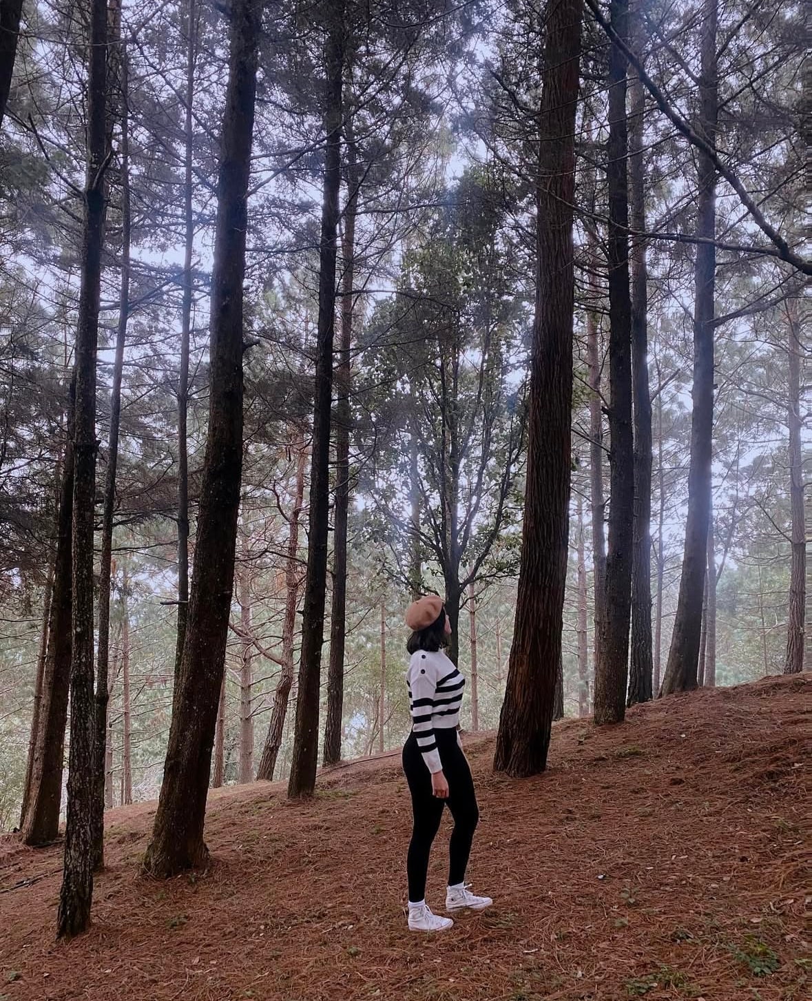 A person stands among tall pine trees in a forest, gazing upward. The ground is covered with pine needles, and soft natural light filters through the tree canopy, creating a serene atmosphere. The backdrop features varying shades of green from distant foliage.