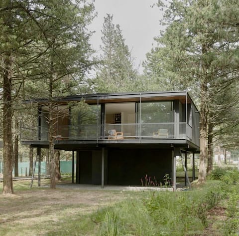 House among pine trees