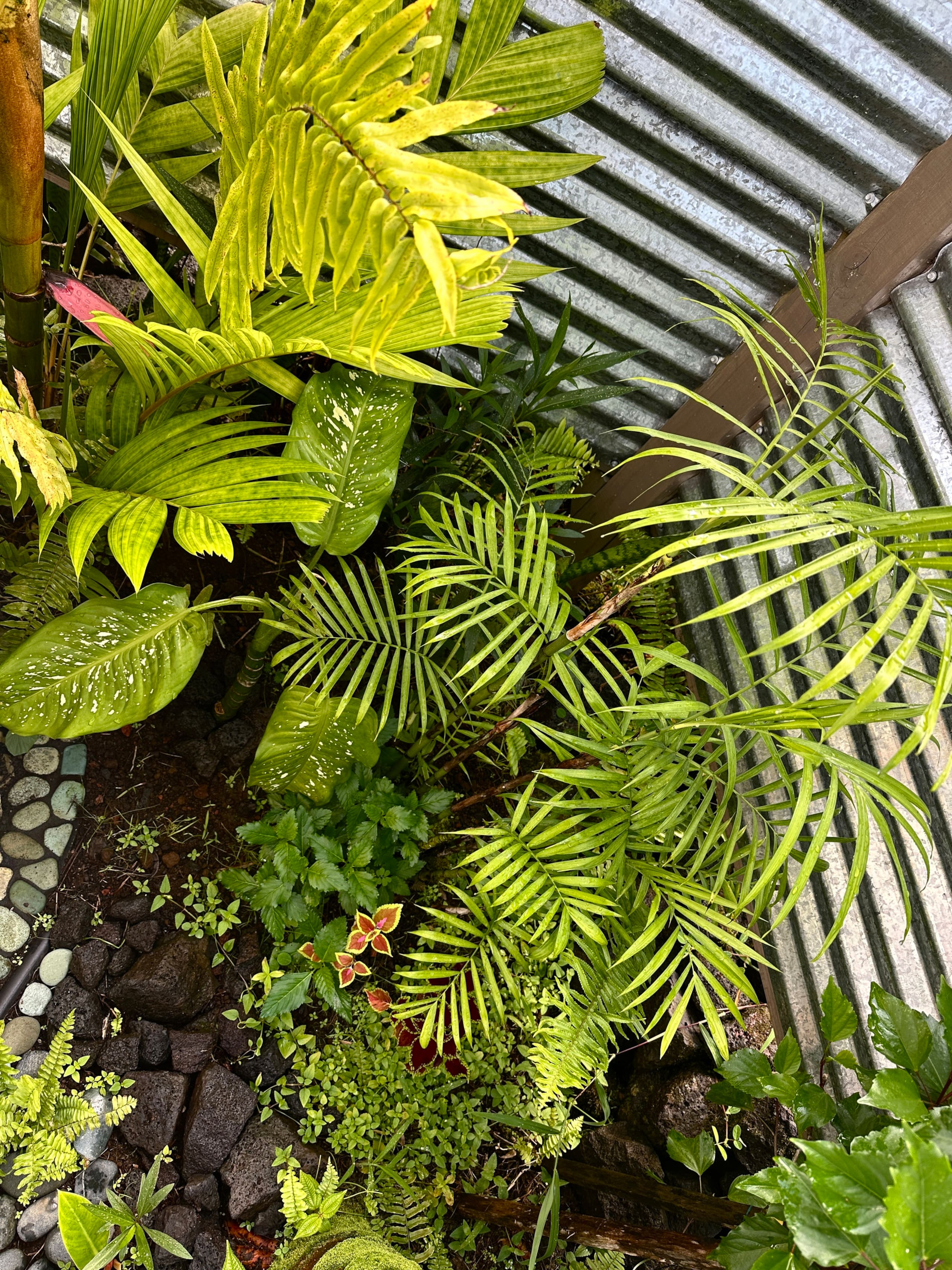 “Banana Cabana”Outdoor Shower, Private Lanai, Pool - Photo 85