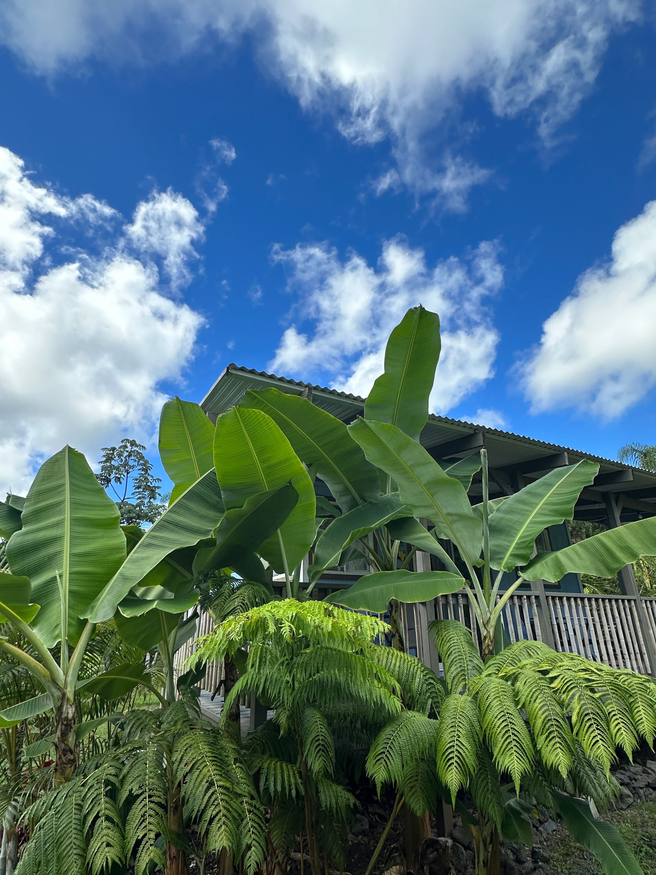 “Banana Cabana”Outdoor Shower, Private Lanai, Pool - Photo 86