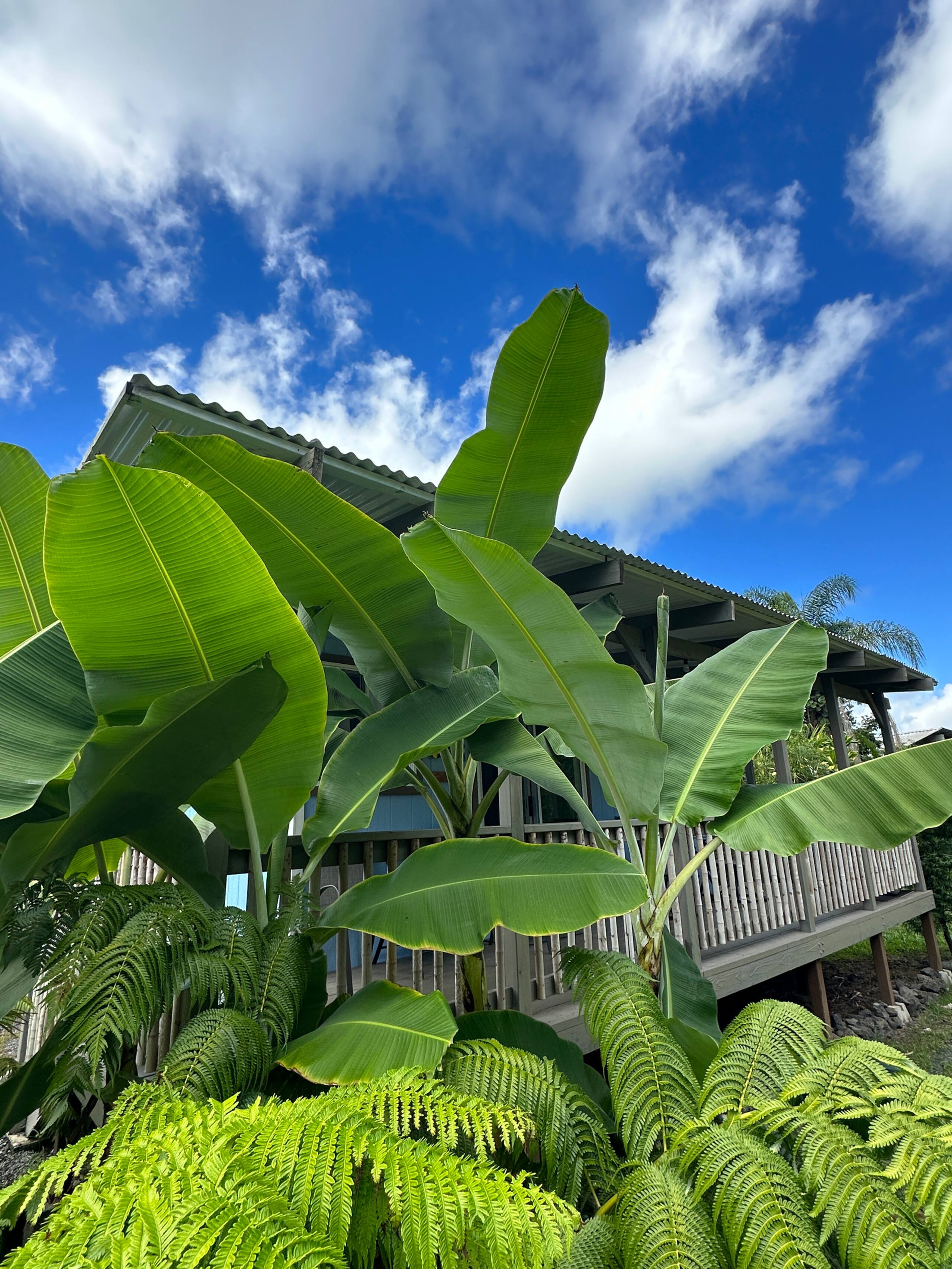 “Banana Cabana”Outdoor Shower, Private Lanai, Pool - Photo 68