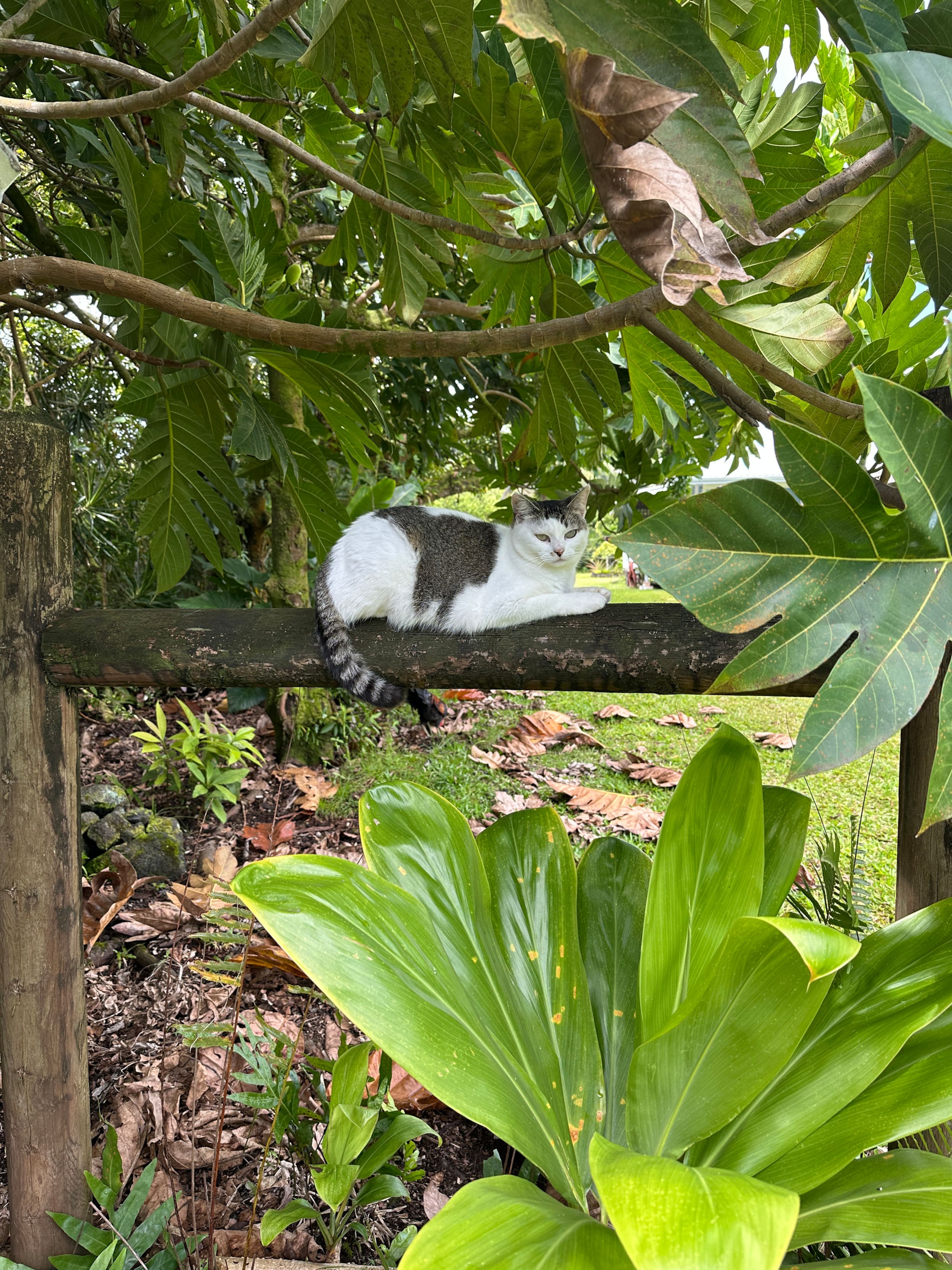 “Banana Cabana”Outdoor Shower, Private Lanai, Pool - Photo 54