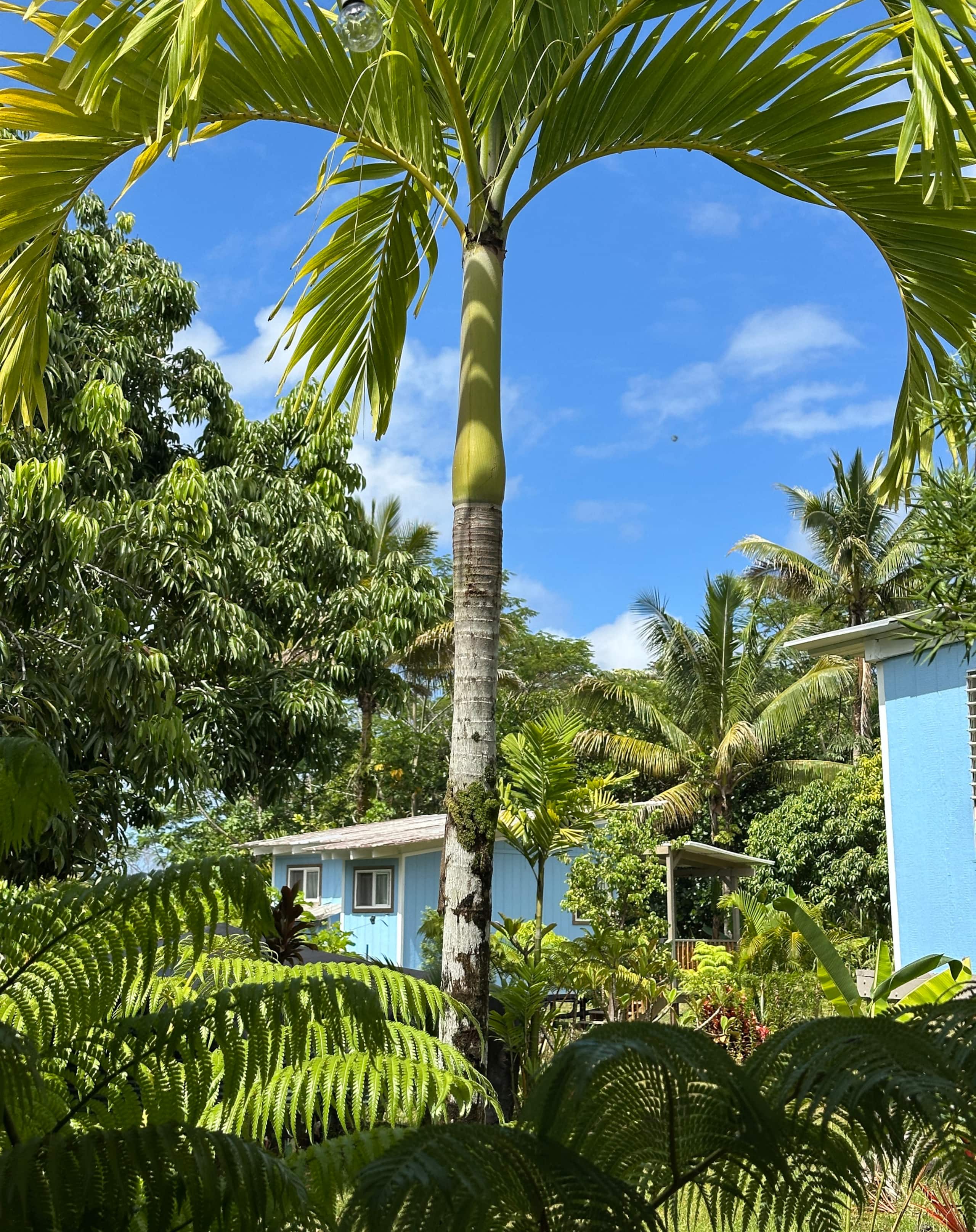 “Banana Cabana”Outdoor Shower, Private Lanai, Pool - Photo 78