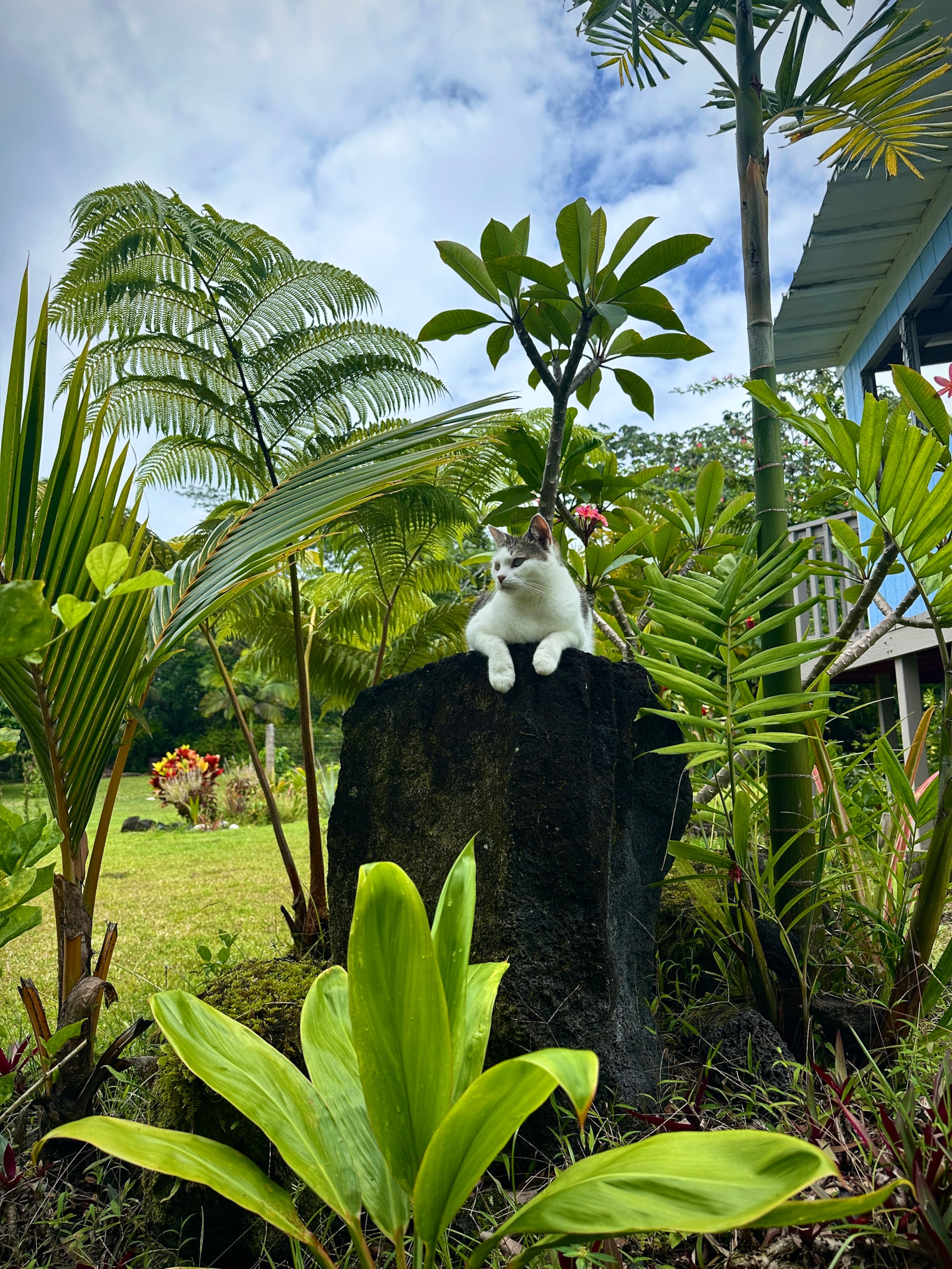 “Banana Cabana”Outdoor Shower, Private Lanai, Pool - Photo 60