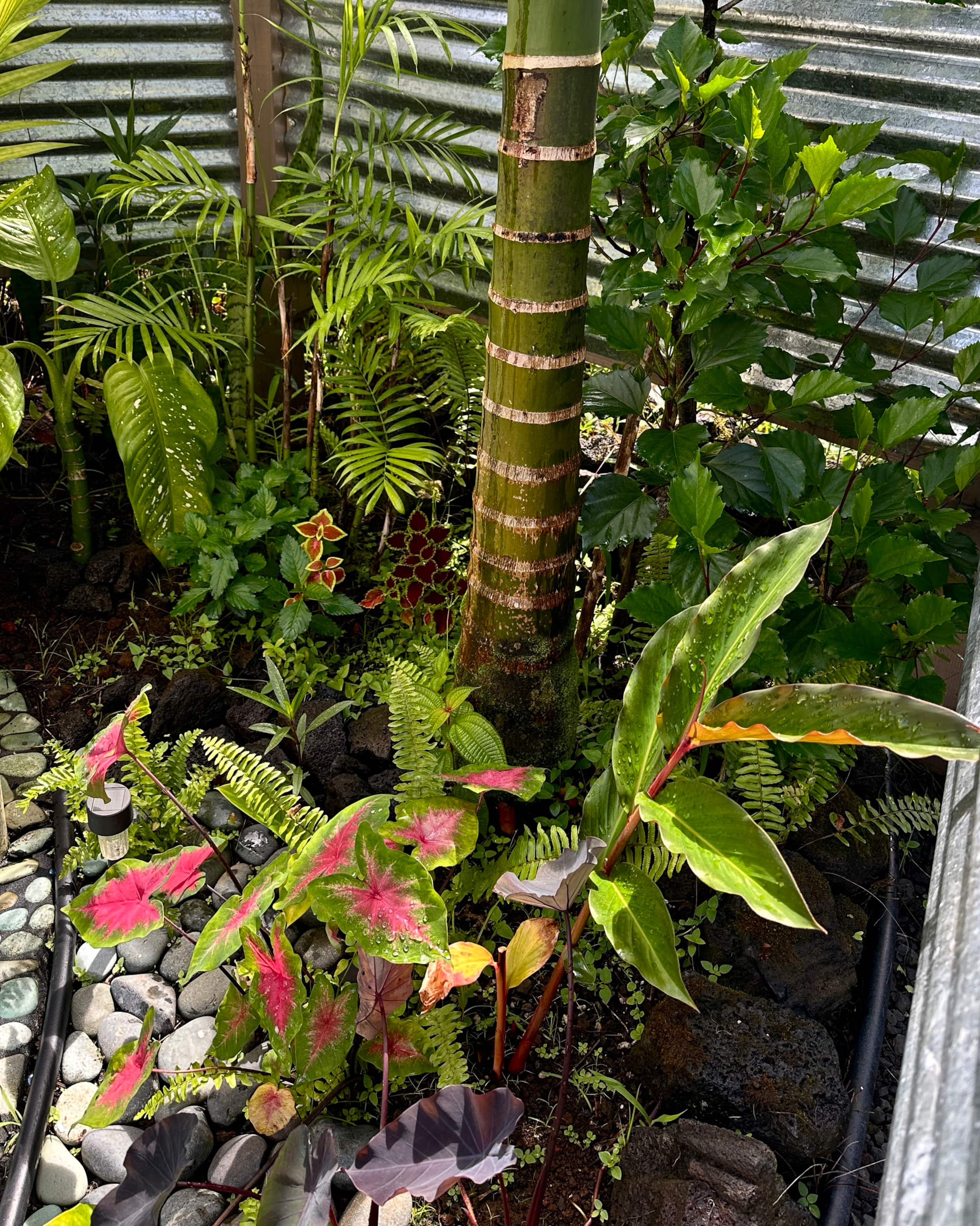 “Banana Cabana”Outdoor Shower, Private Lanai, Pool - Photo 76