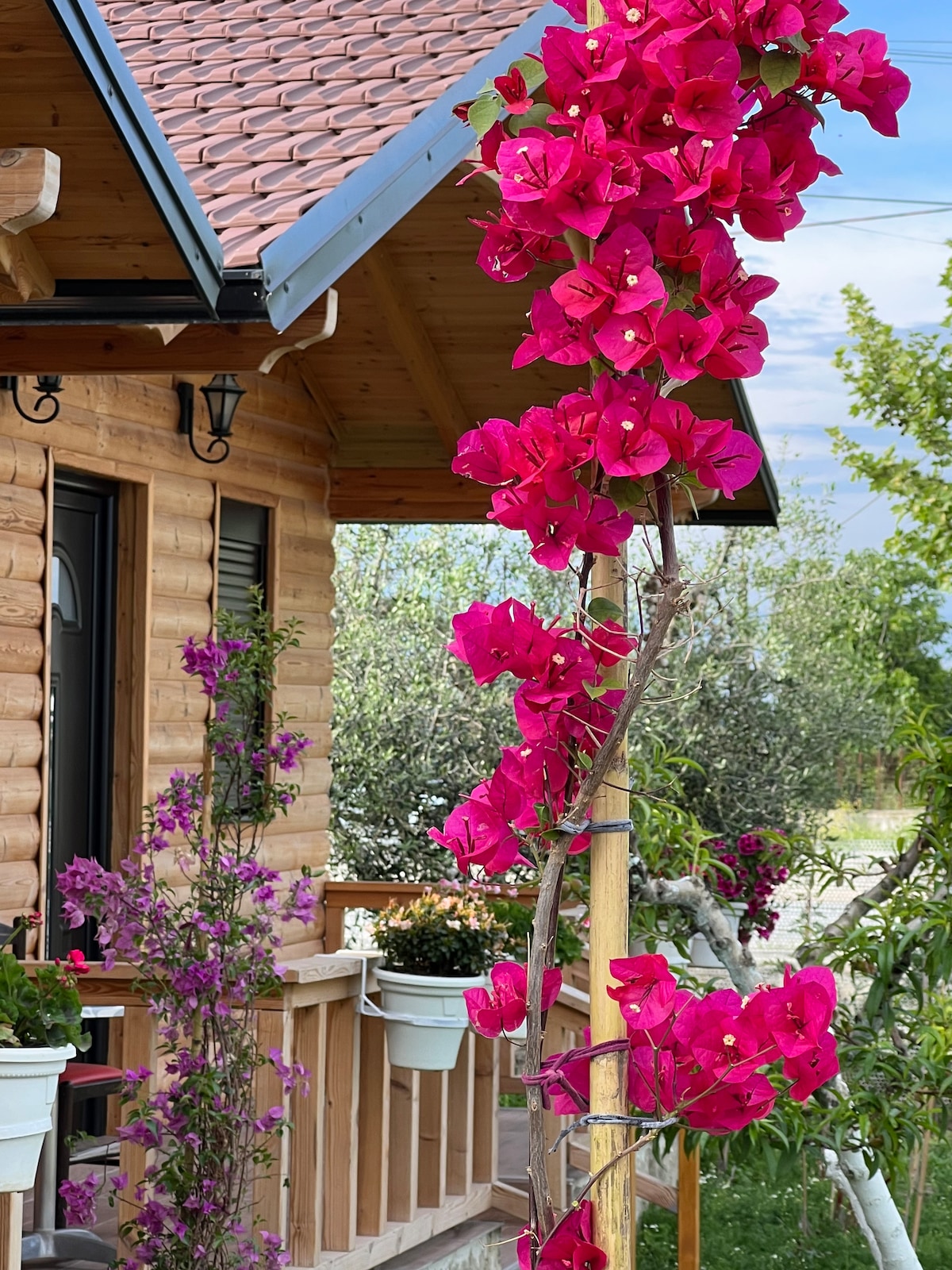 Vibrant bougainvillea flowers cascade from a trellis near a wooden guest house, framed by a charming entrance. Planters filled with various flowers enhance the inviting atmosphere of the porch, leading to a serene garden in the background, surrounded by trees.