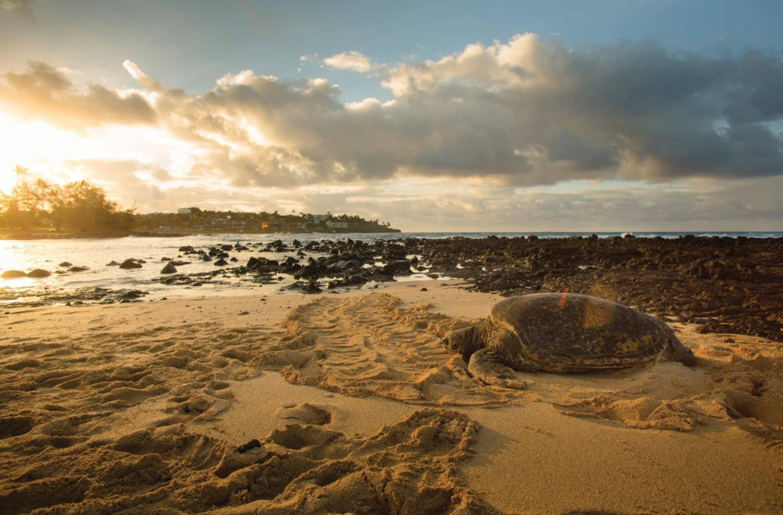 2 BR Villa @ Marriott's Waiohai Beach Club! - Image 32