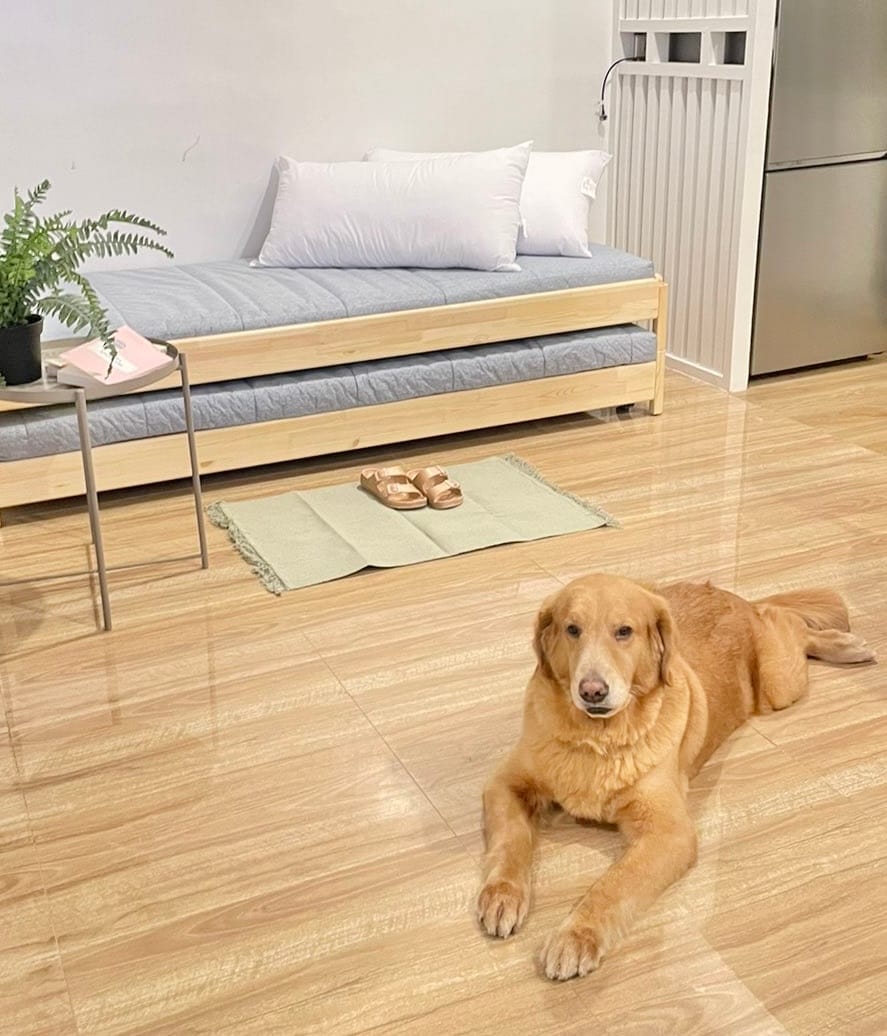 A well-lit living area features a light wooden floor and a daybed with soft bedding against the wall. A golden retriever lies comfortably on the polished floor, while a small potted plant and a pair of sandals rest on a light green mat nearby.