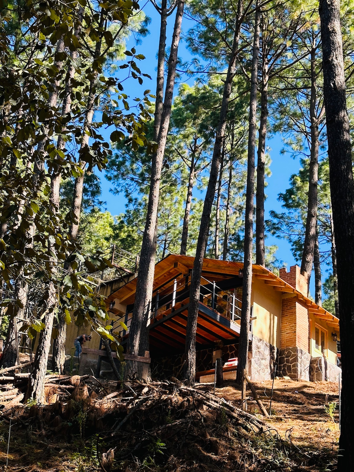 A charming cabin is nestled among tall pine trees, featuring natural wood and stone elements. A spacious balcony extends from the upper level, providing views of the surrounding forest. Sunlight filters through the trees, illuminating the cabin's inviting exterior.