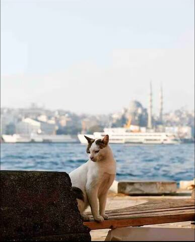 Chic &Modern 2BR .AC.@Taksim sq gallery image 4