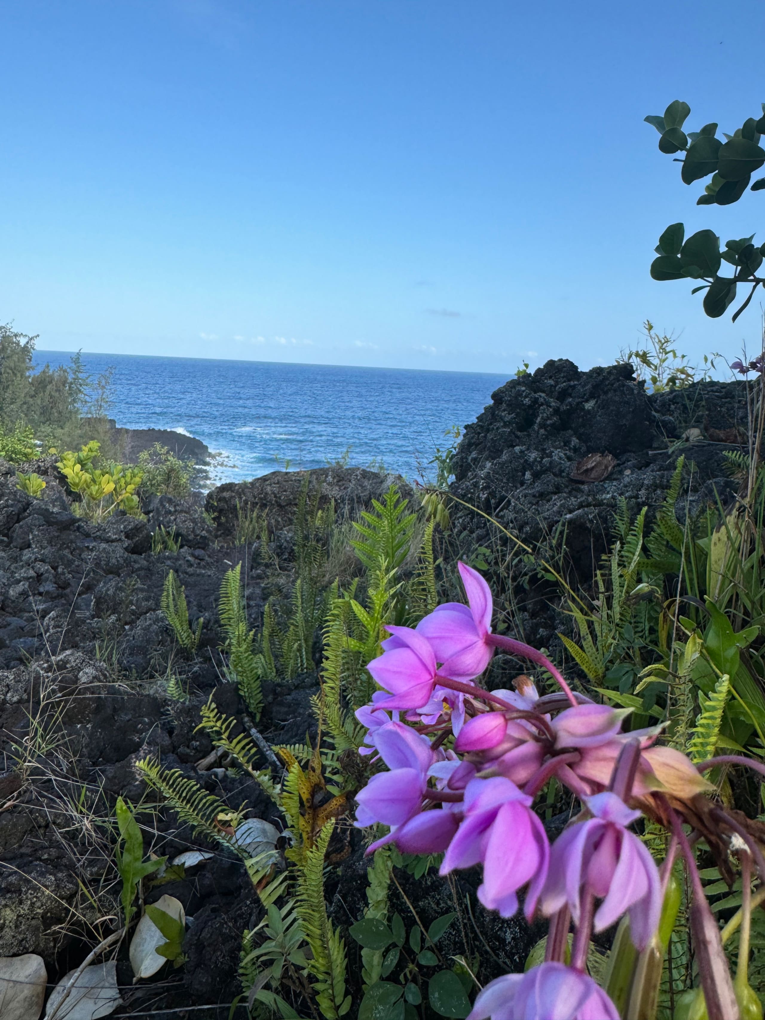 Condo in Kailua-Kona · ★4.96 · 1 bedroom · 1 bed · 1 bath - Image 23