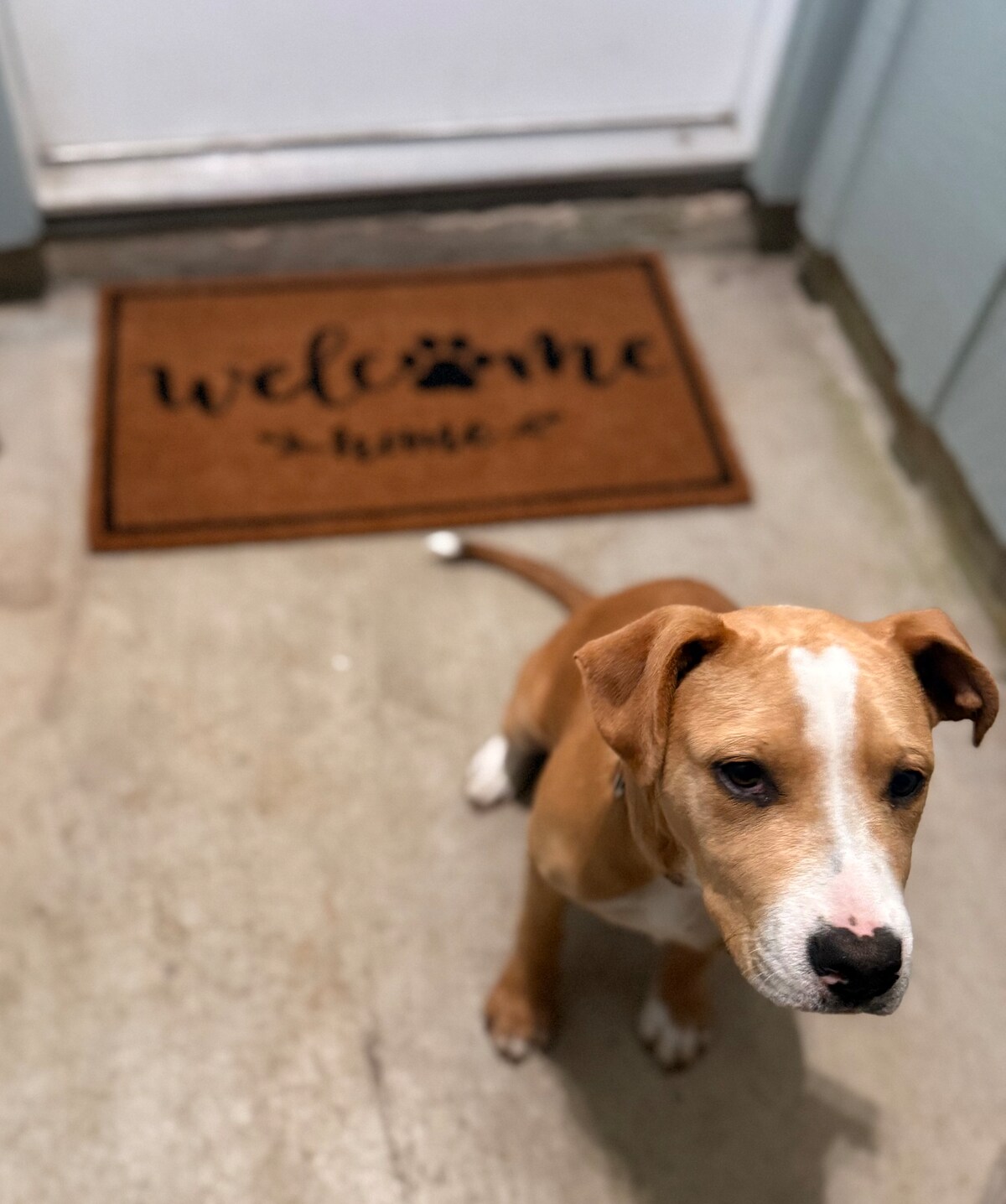 A friendly dog sits on a concrete floor in front of a welcome mat displaying the text 'Welcome Home.' The mat's warm color contrasts with the cool tones of the surrounding area, creating an inviting entryway.