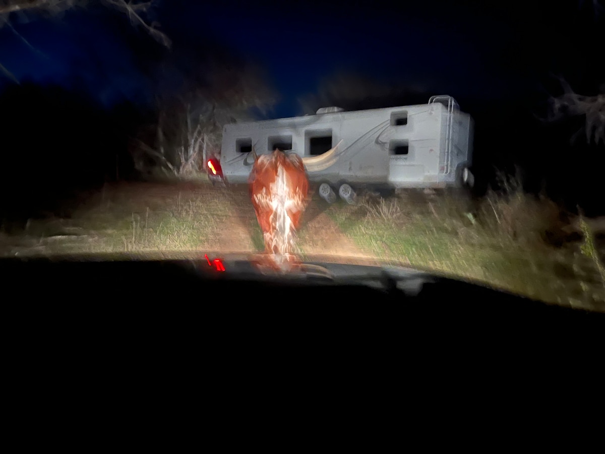 A dimly lit scene presents a blurred view of a cow standing near the foreground. In the background, a parked RV is barely visible among the trees, illuminated by its rear lights. The surroundings are enveloped in darkness, with trees partially obscuring the area.