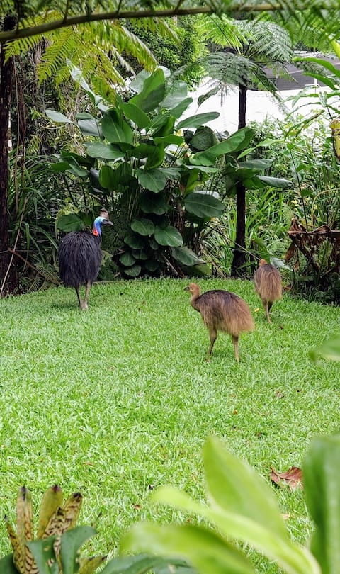 Birdwatcher's Oasis | Tiny Home | Cassowary