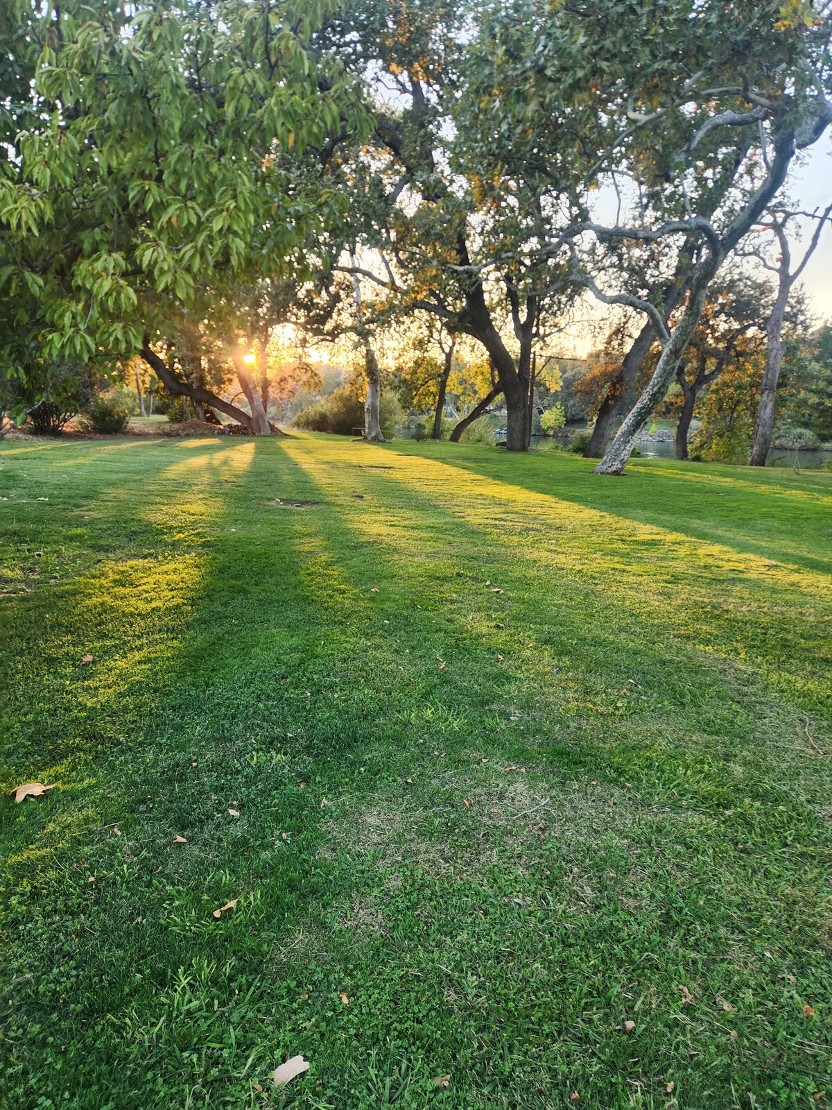A lush green yard is illuminated by the warm glow of the setting sun, casting long shadows across the grassy area. Several trees provide a natural canopy, enhancing the peaceful outdoor environment.
