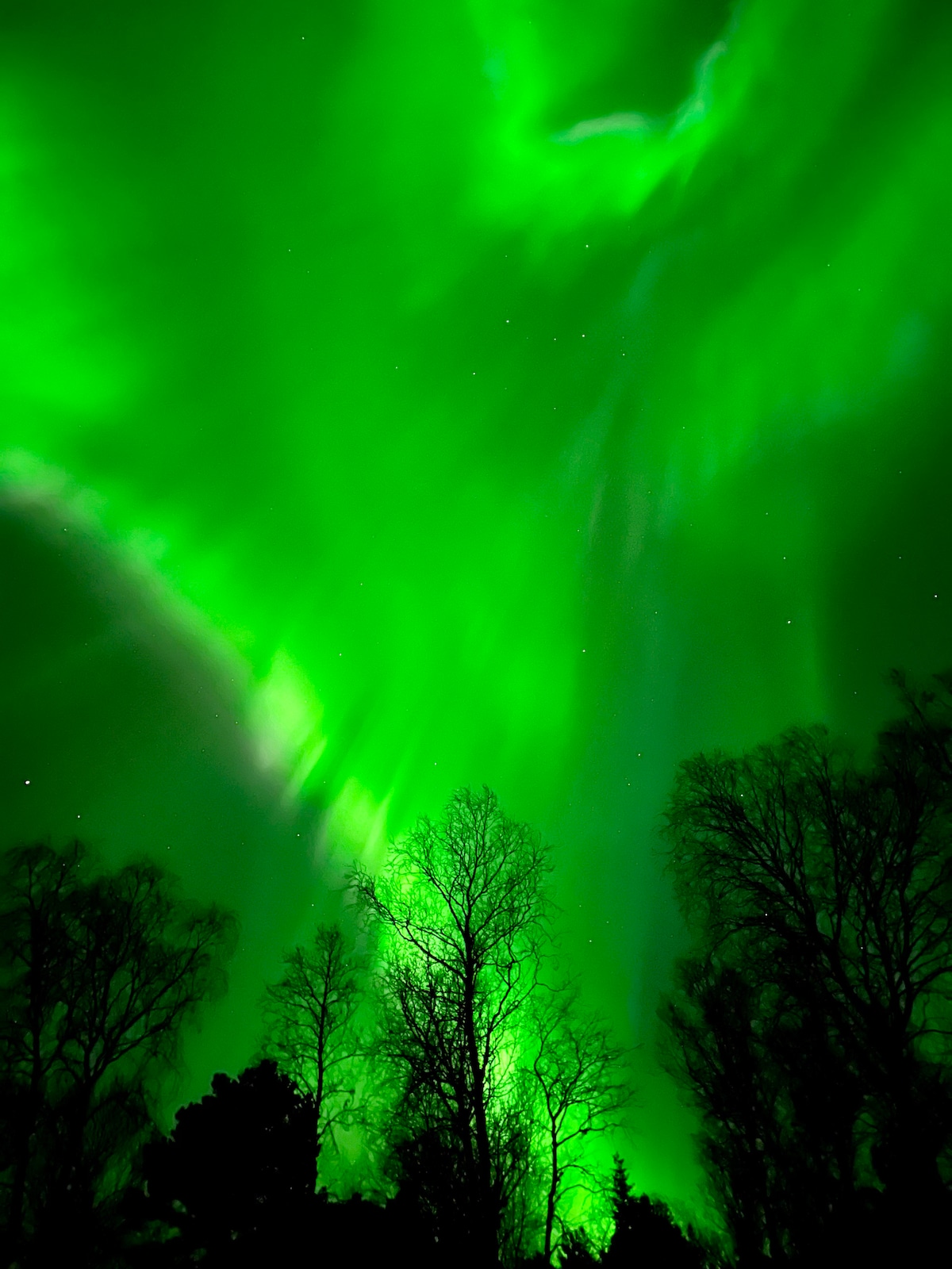 The image captures a vibrant display of the Northern Lights illuminating the night sky in vivid green hues. Silhouettes of bare trees stand against the luminous backdrop, creating a stark contrast with the radiant colors above.