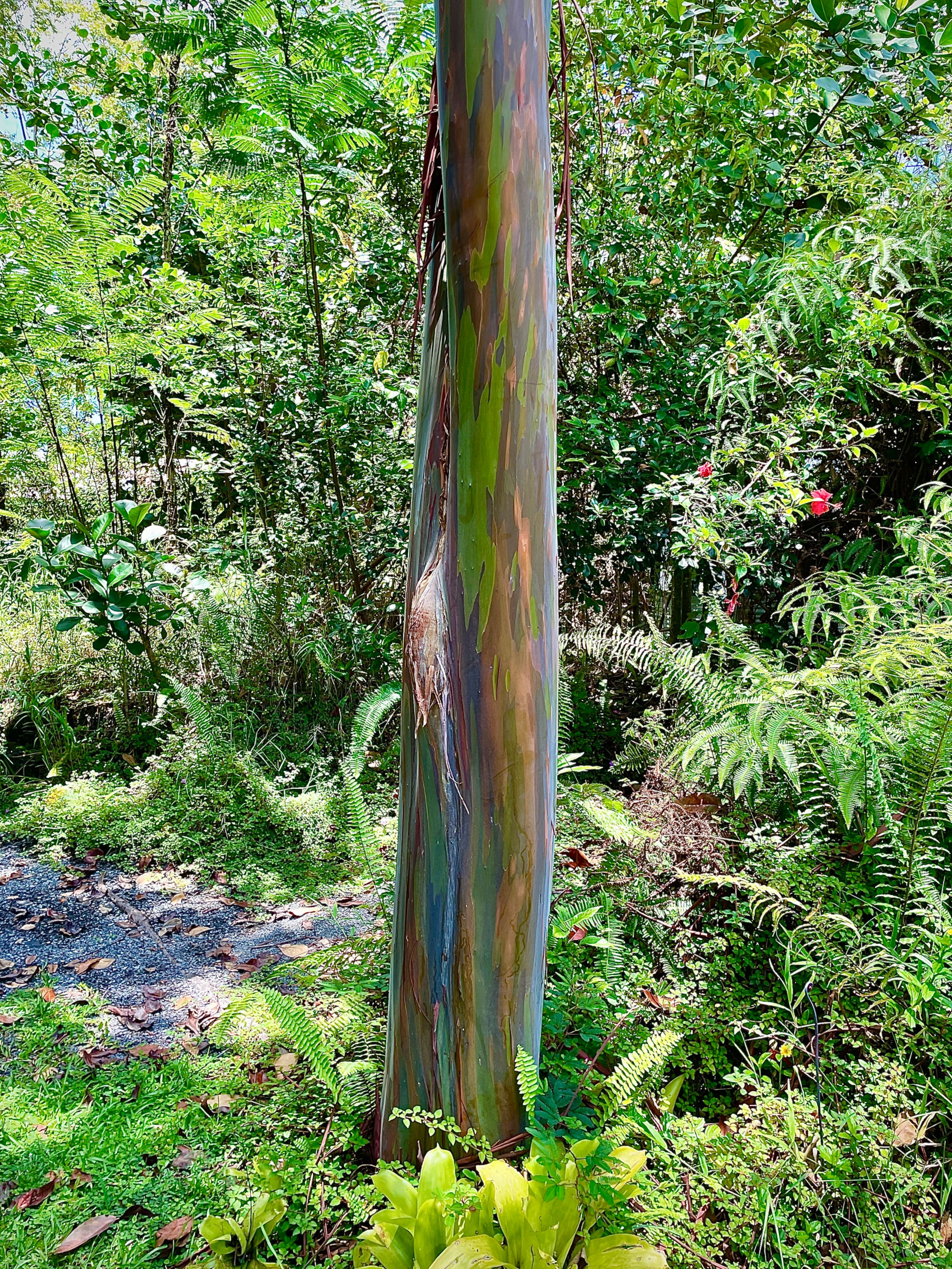 Guava Ohana - Photo 12