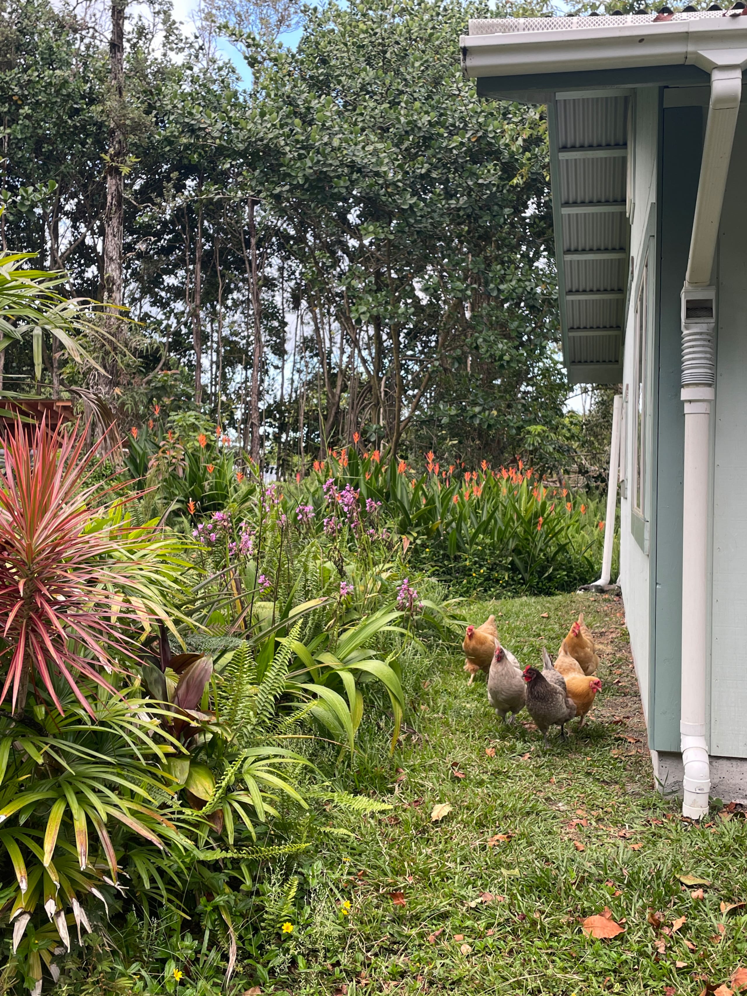 Guava Ohana - Photo 11