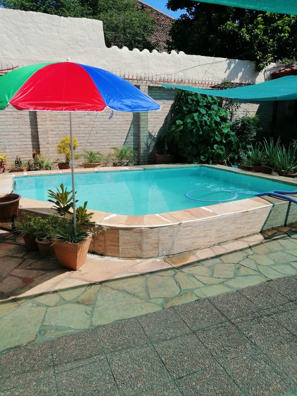 A swimming pool is set in a stone tiled area, surrounded by potted plants. Colorful umbrellas provide shade, contrasting with the green foliage and white wall in the background.