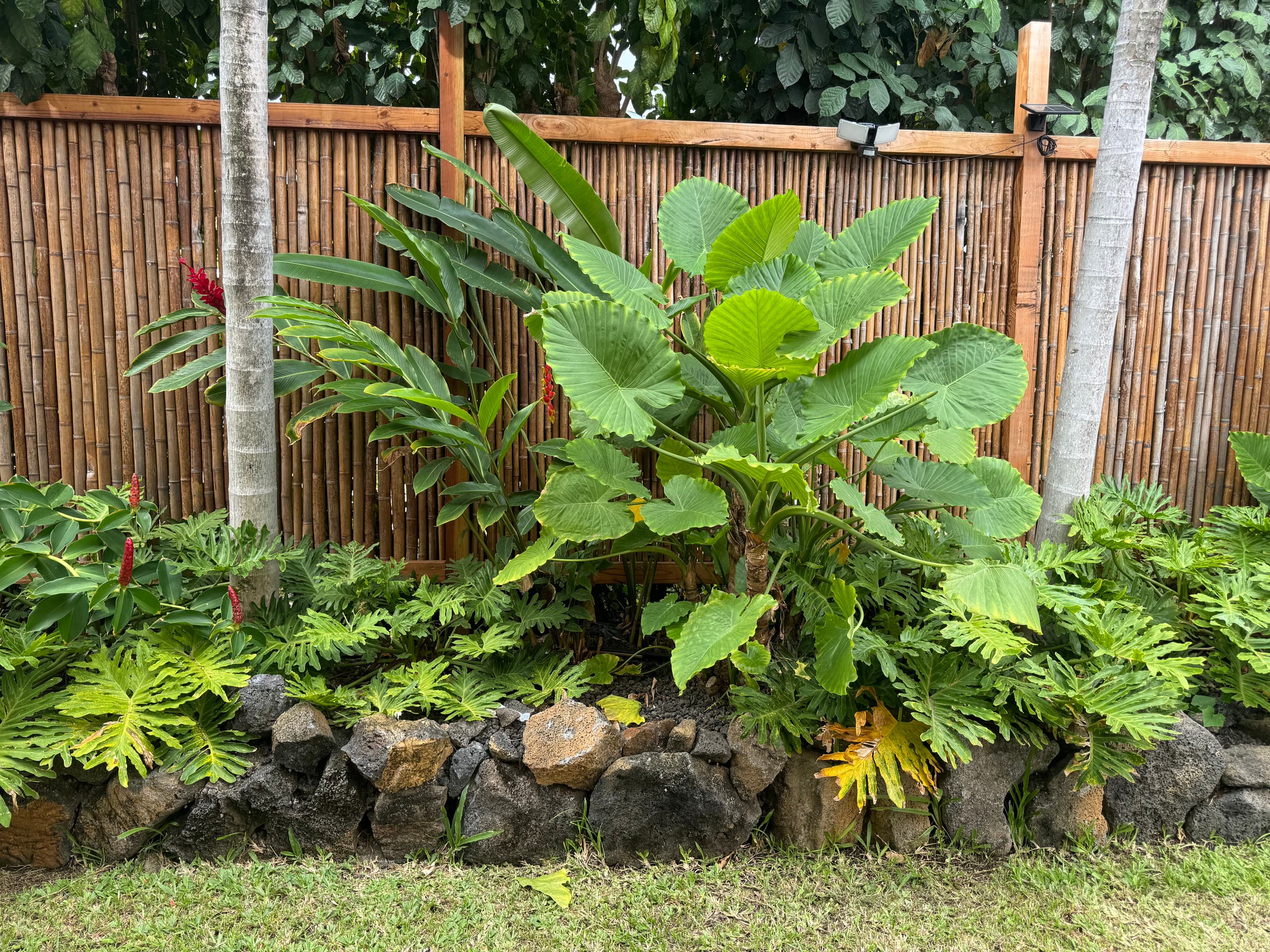 Kona Beachside Garden Studio - A - Photo 7