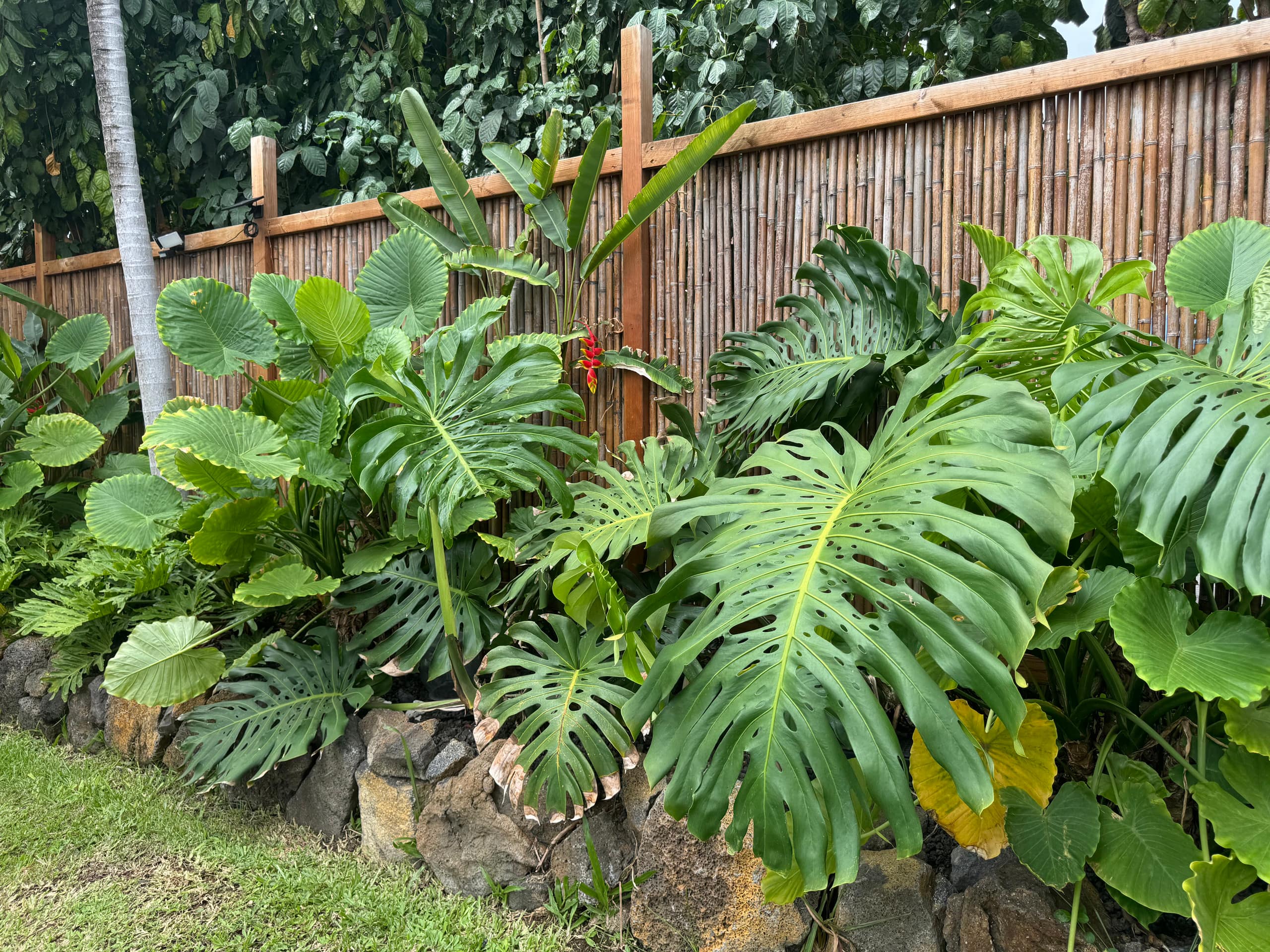 Kona Beachside Garden Studio - A - Photo 8