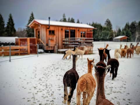 AlpakaAlm im Allgäu
