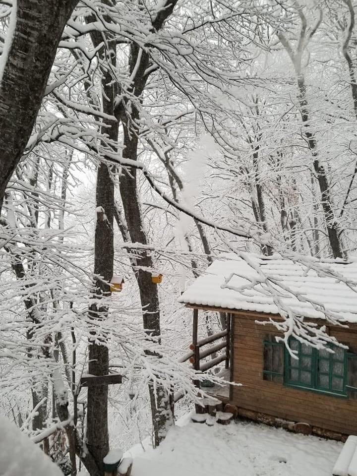 A wooden cabin is partially visible amid a snowy landscape. Tall trees, covered in fresh snow, create a serene atmosphere. The cabin's green windows contrast with the white surroundings, while a hint of warm light suggests coziness inside.