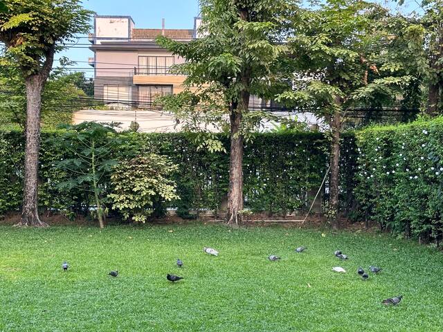 Sukhumvit71Swimming poolVilla素坤逸71巷5卧5卫别墅订满三天以上送接机 gallery image 5