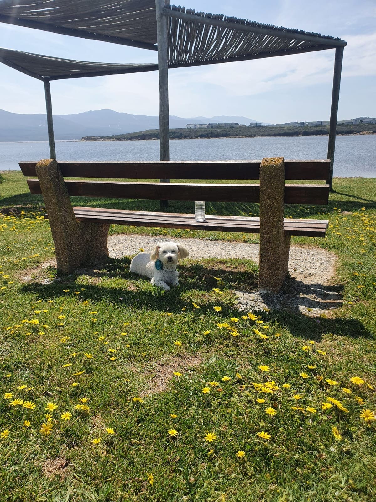 A wooden bench rests on a grassy area dotted with yellow flowers, facing a serene body of water. A stone table can be seen near the bench, providing a perfect spot for relaxation. Soft hills are visible in the background under a clear sky.